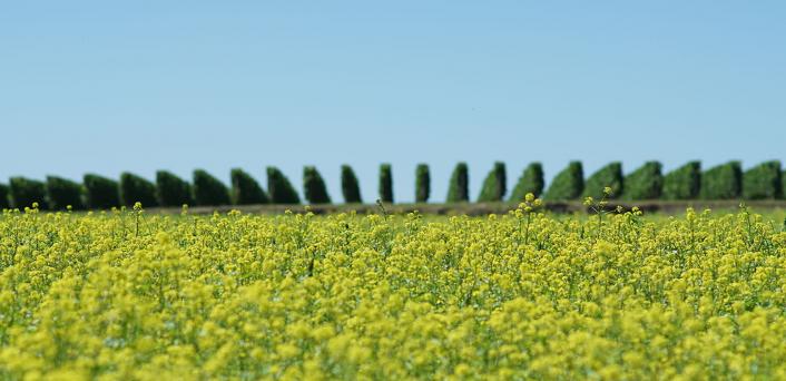 belair-monange-vignes